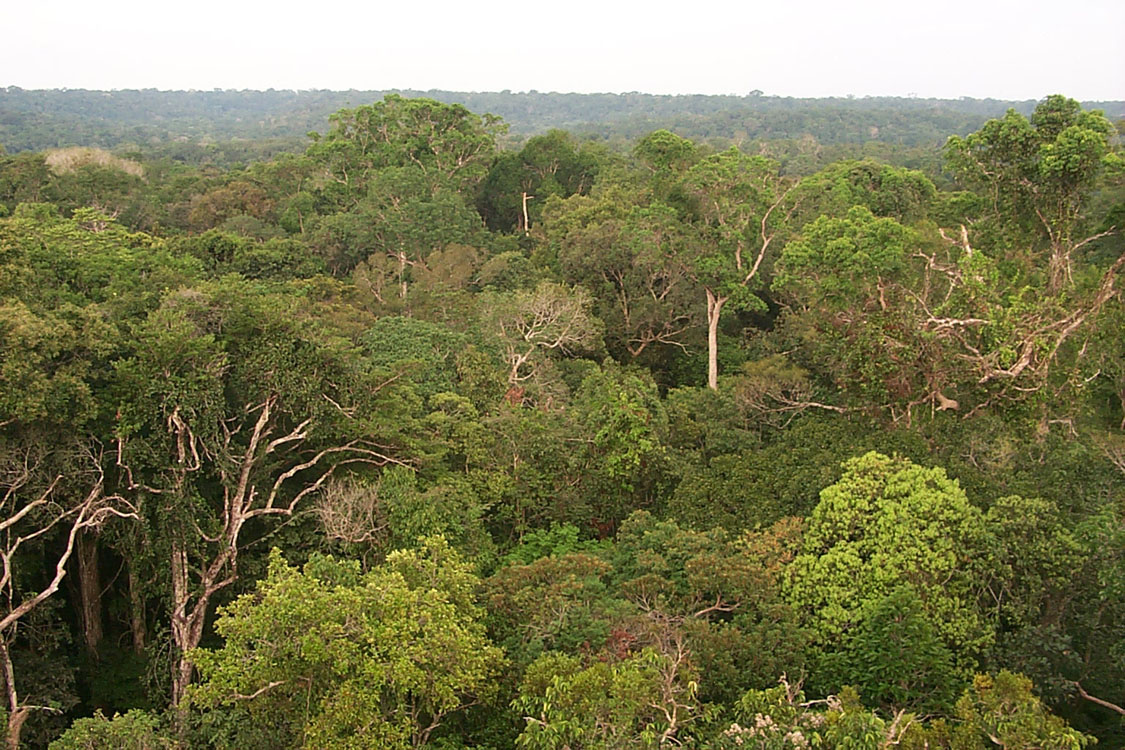 Πυκνό Δάσος, Πηγή:http://www.nasa.gov/images/content/61355main_hanpp_forest.jpg