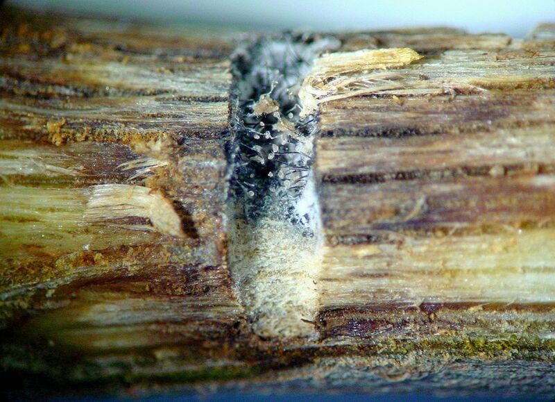 Αρχείο:Εικόνα 1. Στοά που δημιουργήθηκε στον κορμό του Platanus orientalis από ενήλικο Platypus cylindrus.jpg