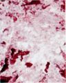 Εικόνα Landsat TM RGB 4.2.1.,1-100.000.jpg