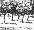 Οπωροφόρα δέντρα-1.png