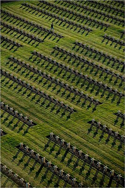 Αρχείο:Military cemetery france.jpg