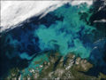 Norway phytoplankton MODIS.JPEG